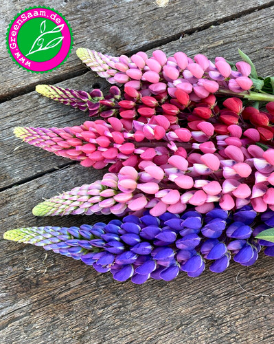 Lupine mix cottage - lupine,